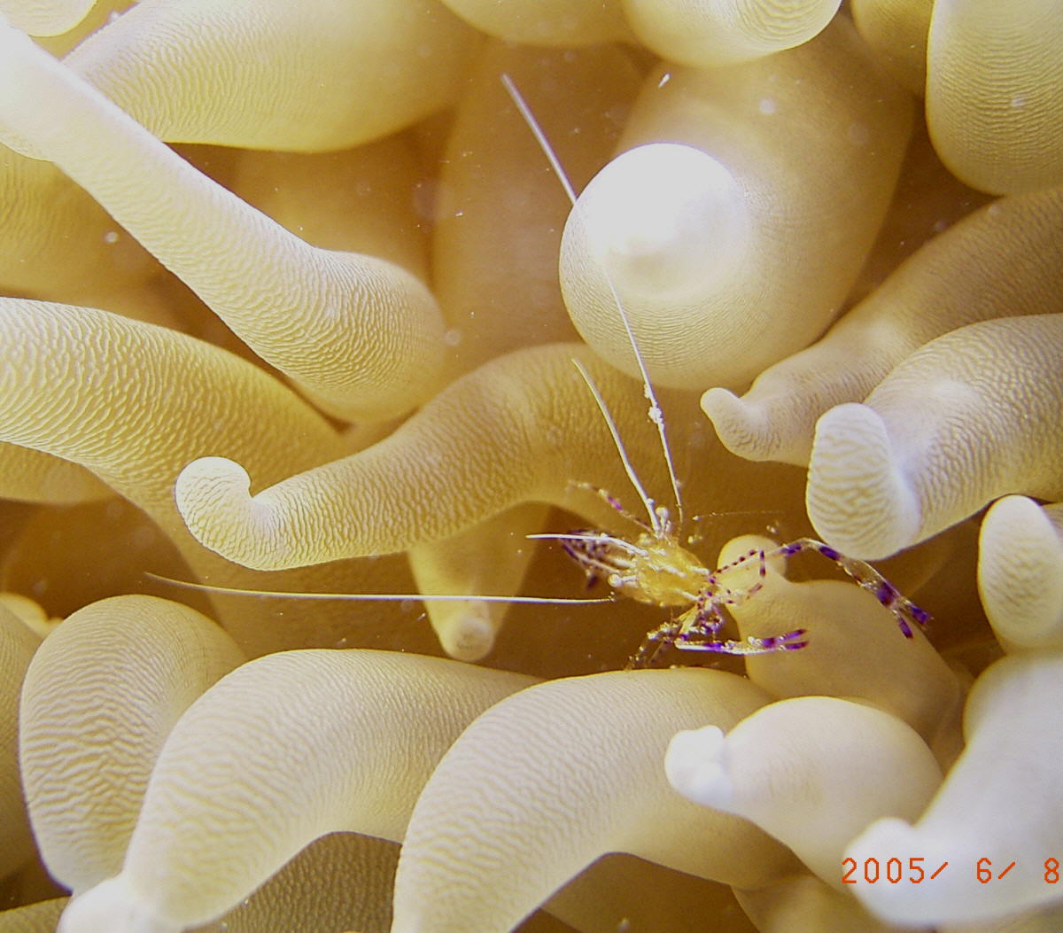 Shrimp in Anemone in Bermuda