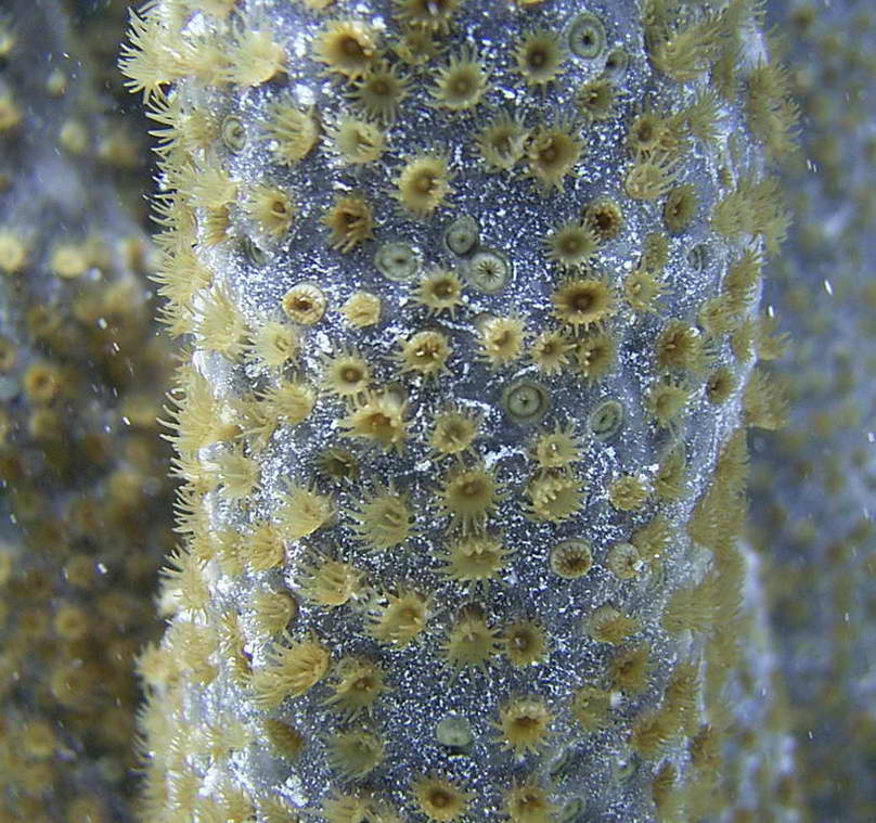 Anemonies living in sponge tissue