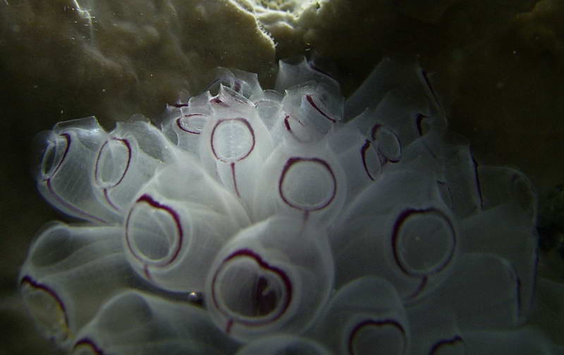 Ascidian photo by helmet diver in Bermuda