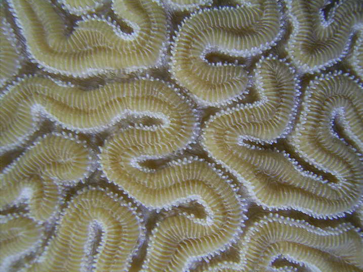 Most Bermuda corals have a symbiotic relationship with algae