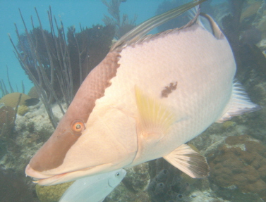 Hogfish in Bermuda are scared of spearfishermen