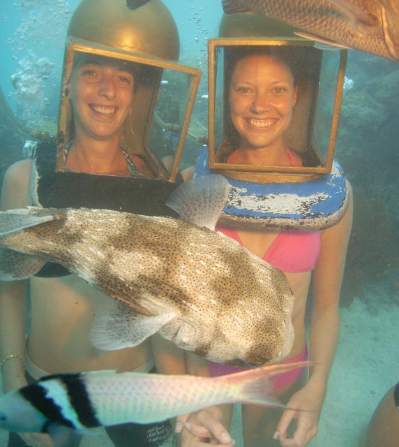 Puffer in Bermuda's Undersea wallk