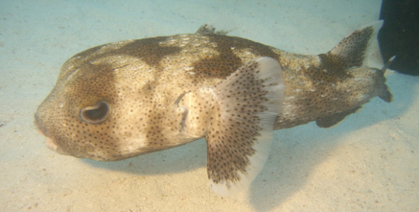 Weird fish in Bermuda