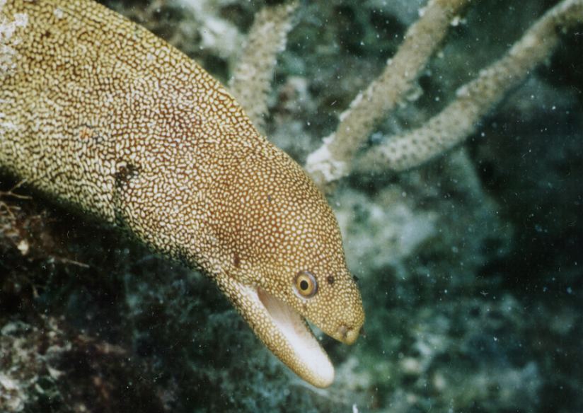Goldentailed moray eel in Bermuda