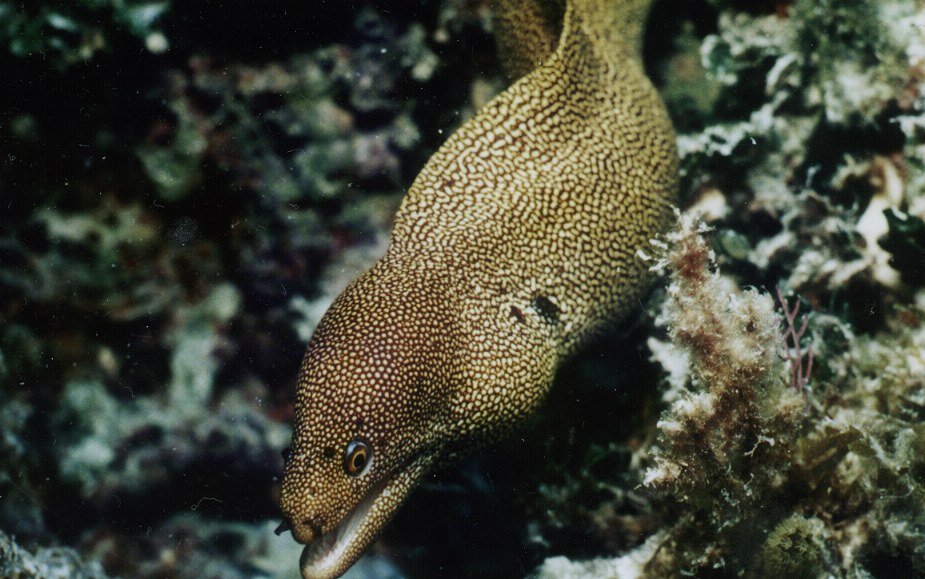 Moray eel in Bermuda