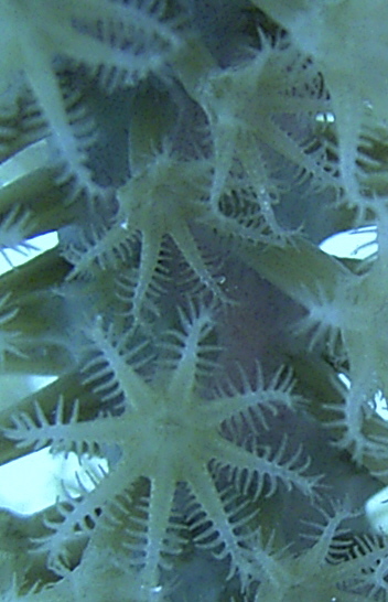 Soft Corals in Bermuda