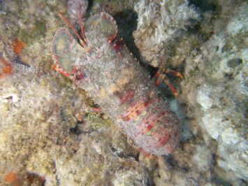 Locust lobster in Bermuda