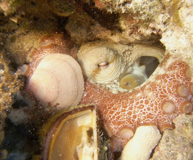 Octopus in Bermuda 