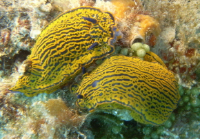 Nudibranch in Bermuda