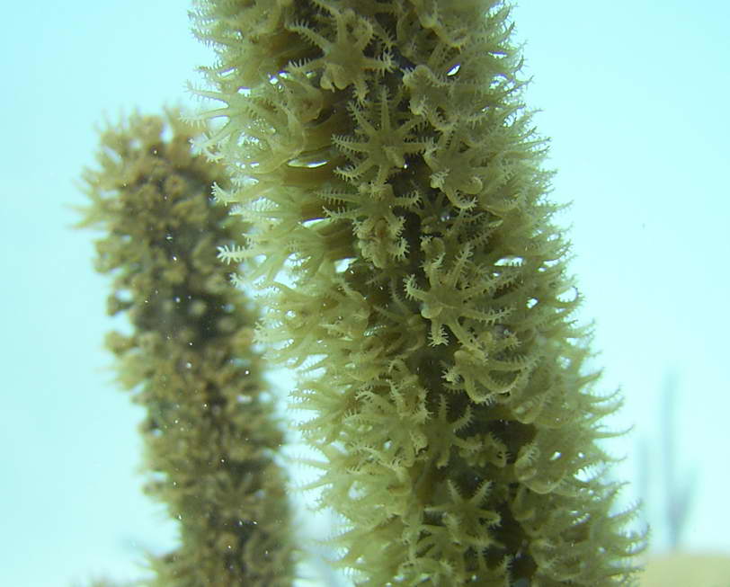 Soft Corals Awake in Bermuda