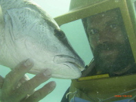 Helmet diver Greg Hartley in Bermuda 