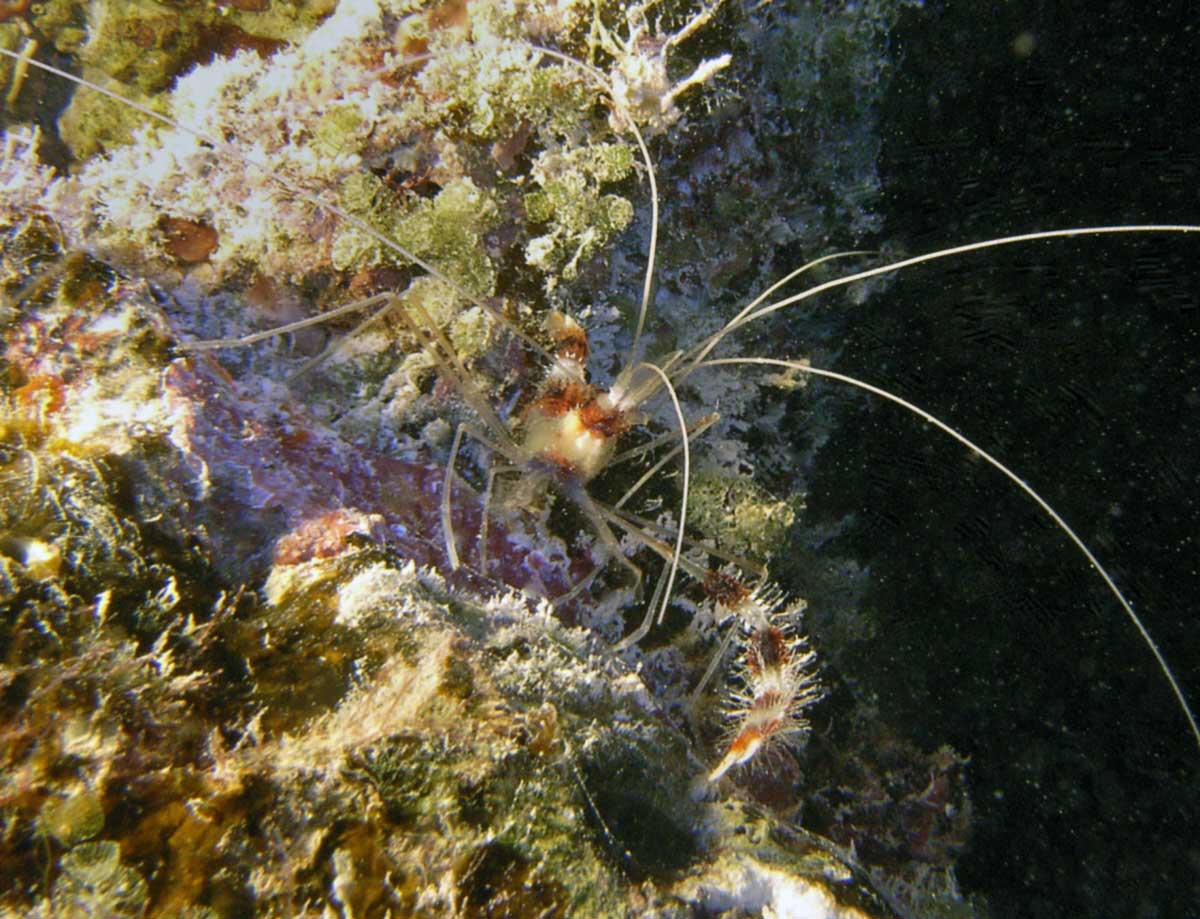 Fairy shrimp in Bermuda