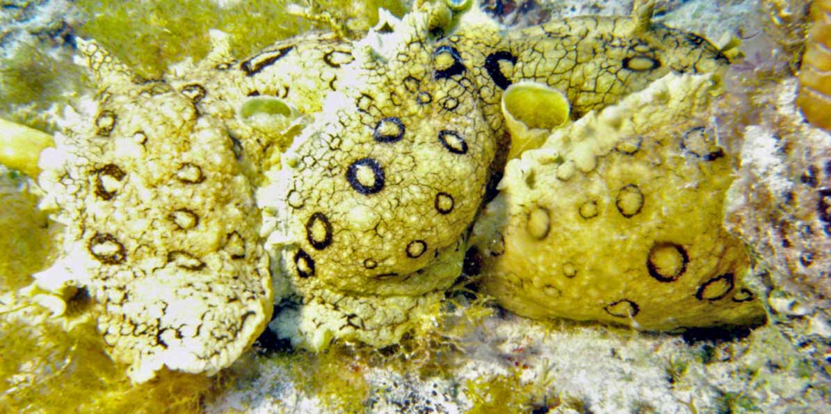 Sea hares engaged in reproduction.