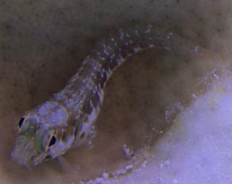 Very small blenny.