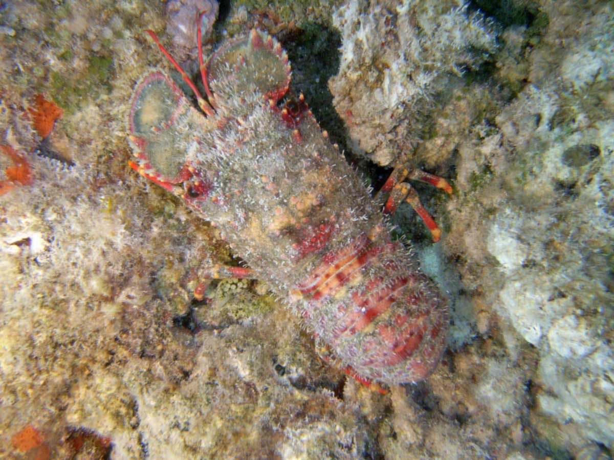 Locust lobster on a bermuda reef.