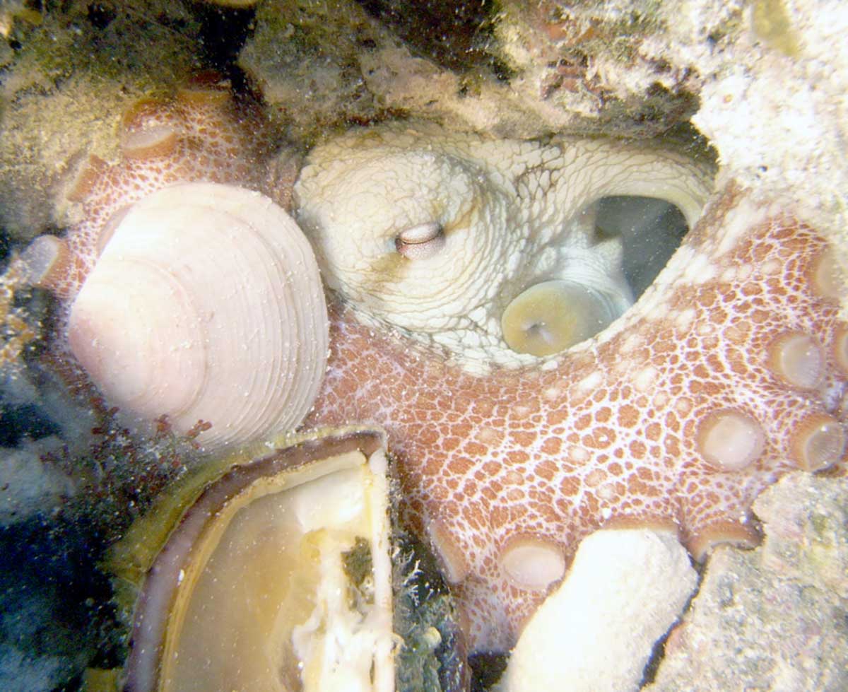 Octopus trying to hide in too small a hole