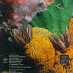 Photo by Bronson Hartley of mating nudibranchs in Bermuda. Photo is on the back cover of Broward County's Cultural Quarterly