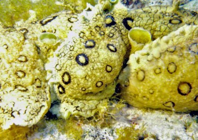 Sea hares engaged in reproduction.