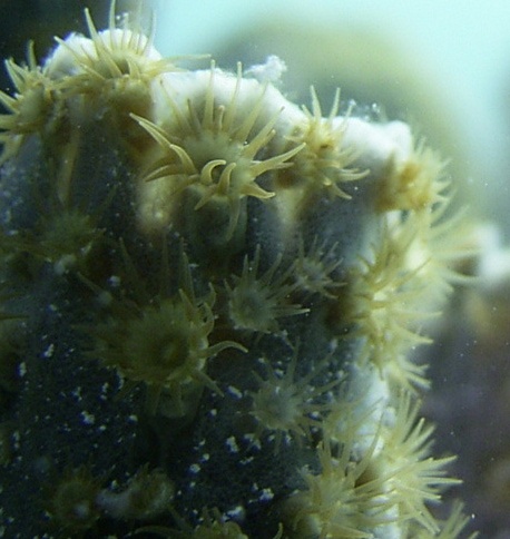 From centemeters away comansal anemonies living in a sponge in the sunlit shallows of Bermuda