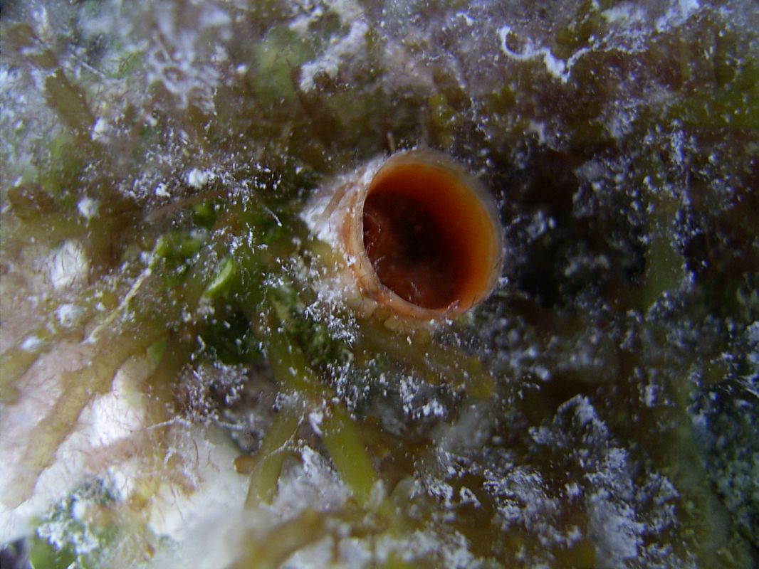 Color macro-shot of an orange tubeworm with its razor sharp end-of-tube sticking out from a carpet of plants, on a reef in Bermuda.