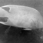 Black and white photo of an large, old angelfish in Harrington Sound, Bermuda