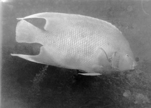 Black and white photo of an large, old angelfish in Harrington Sound, Bermuda
