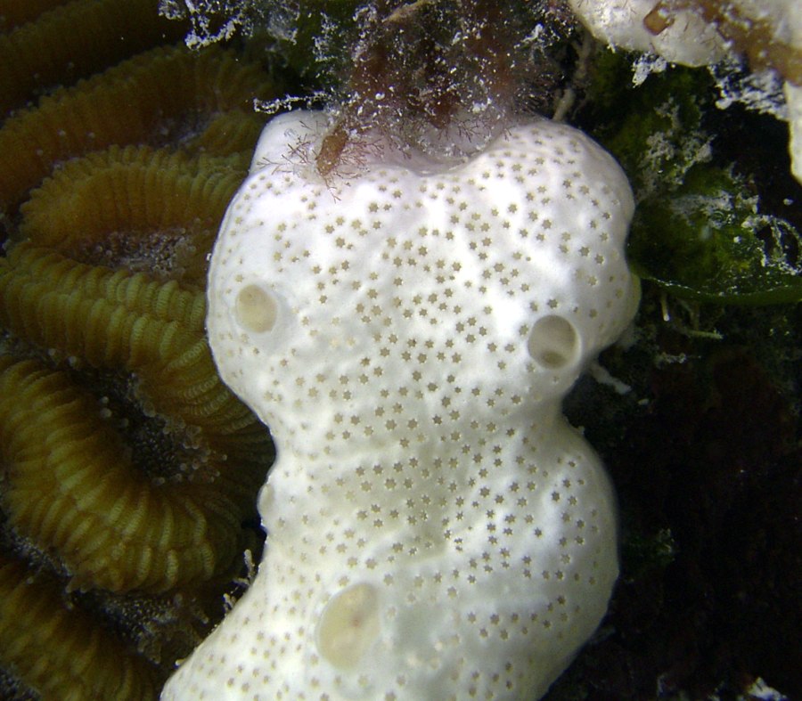 Photo of a white sponge striving with brain coral and plants, taken by Greg Hartley in Bermuda.